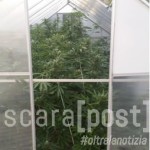 marijuana spoltore pescara colli