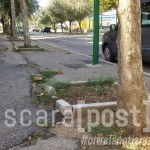 Albero fuori dall'aiuola in via De Nardis (5)